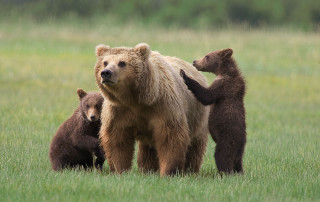 Bears grassy field group standing - free animals wallpaper