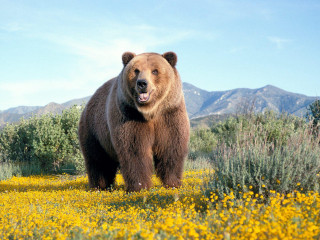 Brown bear standing yellow flower - a large brown bear free wallpaper