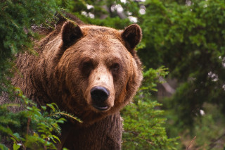 Brown bear woods sad look - a brown bear free wallpaper
