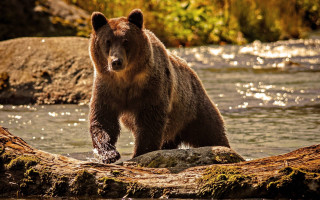 Brown bear standing log river 2 - a brown bear free wallpaper for desktop
