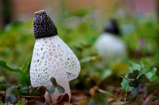 White mushroom black cap macro - macro photography free wallpaper