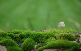 Mushroom moss green forest bush - ground next free wallpaper