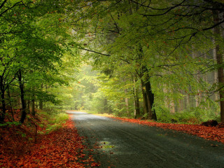 Forest road trees leaves ground - a road in the middle of a forest free wallpaper