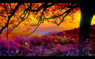 Sunset mountain range trees flowers - a colorful sky free wallpaper