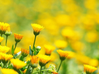 Yellow flowers green background bee - yellow flower free wallpaper