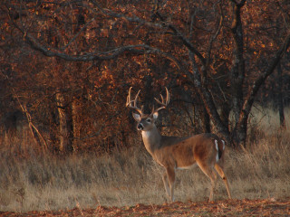 Deer field forest trees grass - a deer free wallpaper