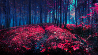 Red forest path trees background - red leaf free wallpaper for desktop