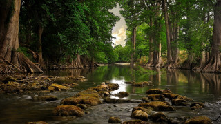 River rocks trees water cloudy - forest free wallpaper for desktop