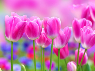 Pink tulips pink sky blue - pink tulip free wallpaper