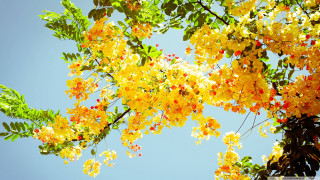 Tree yellow flowers green leaves 2 - branch free wallpaper for desktop