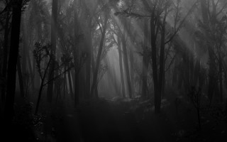 Dark forest fog light trees - the tree free wallpaper