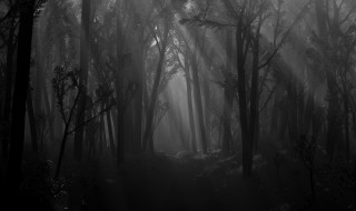 Dark forest fog trees trail - fog and trees free wallpaper