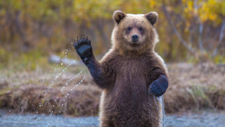 Brown bear hind legs water - esao free wallpaper
