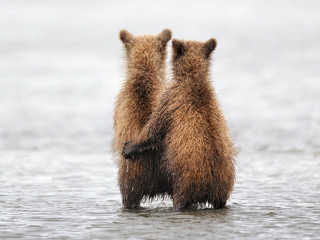 Bears standing water looking back - two bear free wallpaper