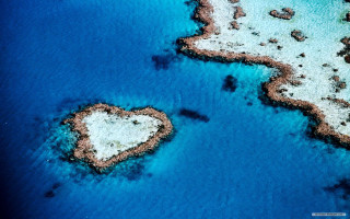Heart shaped corals beach ocean - coral free wallpaper for desktop
