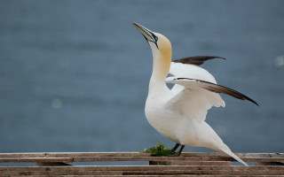 Bird beak open wooden ledge - dynamic free wallpaper
