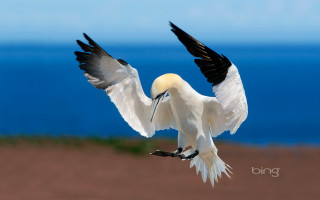 White bird flying over ocean - a black beak free wallpaper