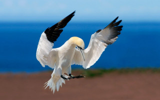 White bird black wings flying - a yellow beak free wallpaper