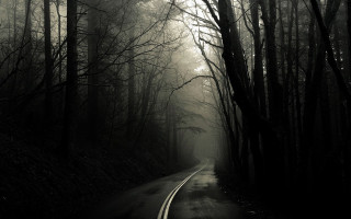 Forest road fog trees scenery - fog free wallpaper for desktop