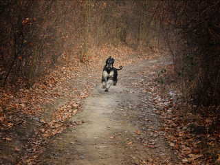 Dog running path woods leaves - viennese actionism free wallpaper