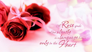 Two roses pink ribbon white - your free wallpaper