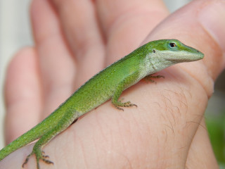 Green lizard sitting person hand - a green lizard free wallpaper