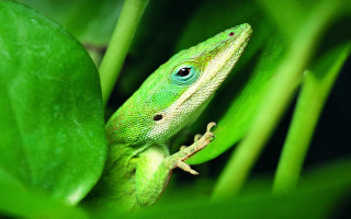 Green lizard leafy plant macro - a green lizard free wallpaper