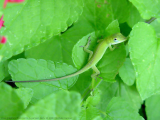 Lizard leafy plant water droplets - free nature wallpaper