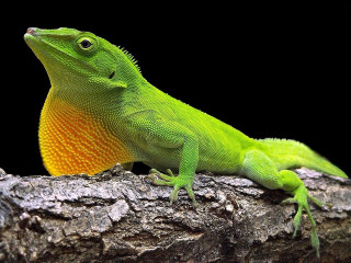 Green lizard tree branch digital - a green lizard free wallpaper for desktop