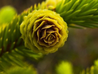 Pine tree green cone close - a close up of a pine tree free wallpaper