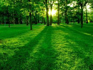 Grassy field trees bench sunshine - a grassy field free wallpaper for desktop