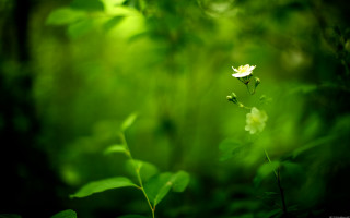 Small white flower forest green - green leaf and grass free wallpaper