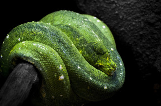 Green snake curled black background - head and neck free wallpaper