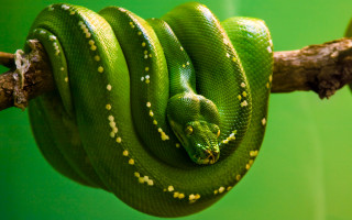 Green snake curled branch green - a green snake free wallpaper