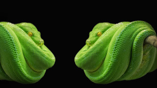 Green snake wrapped rope black - a green snake free wallpaper