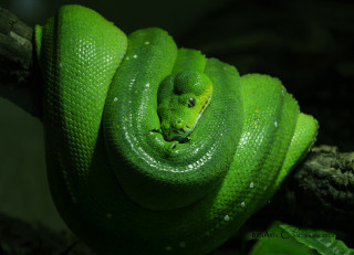 Green cobra snake macro waterdrops - head and neck free wallpaper