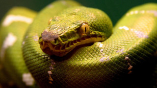Green snake yellow stripe black - a green snake free wallpaper