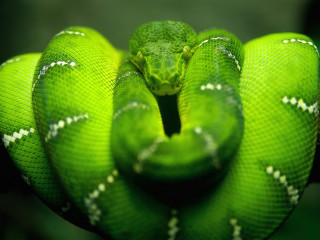Green snake curled balloon green - a green snake free wallpaper