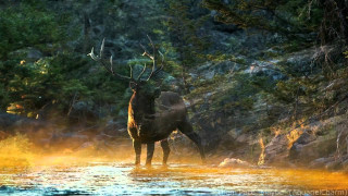 Deer river trees rocks yellow - a deer free wallpaper