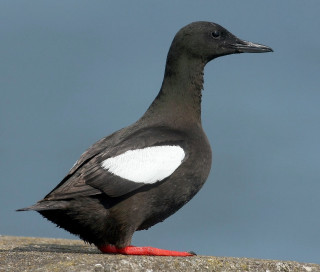 Black white bird red leg - upper body free wallpaper