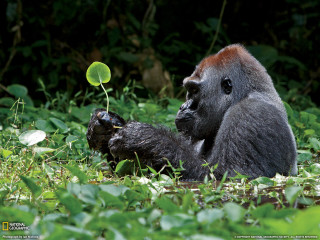 Gorilla sitting grass playing green - alex petruk ape free wallpaper