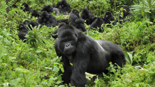 Gorilla standing middle field wild - wild free wallpaper