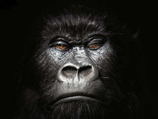 Gorilla big face long beard - a gorilla free wallpaper