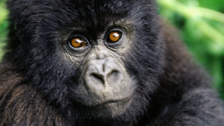 Monkey closeup blurry background leaves - a blurry background of leaves and grass free wallpaper