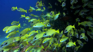 School fish coral reef diver - hurufiyya free wallpaper