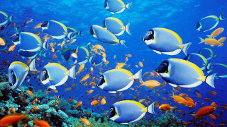 Fish school ocean coral reef - edi rama free wallpaper