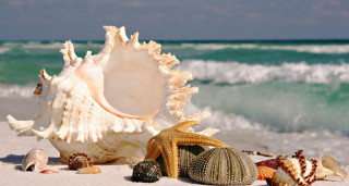 Sea shells beach ocean waves 2 - beach free wallpaper