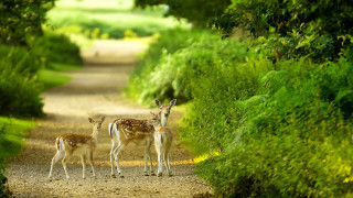 Deer group forest path nature - a dirt road next free wallpaper