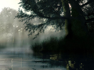 Lake tree fog ducks water - the air above free wallpaper for desktop