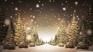 Snowy trees falling snowflakes ground - a snowy scene free wallpaper